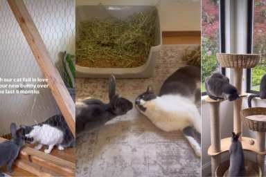 Video: Cat Gradually Falls in Love With Bunny