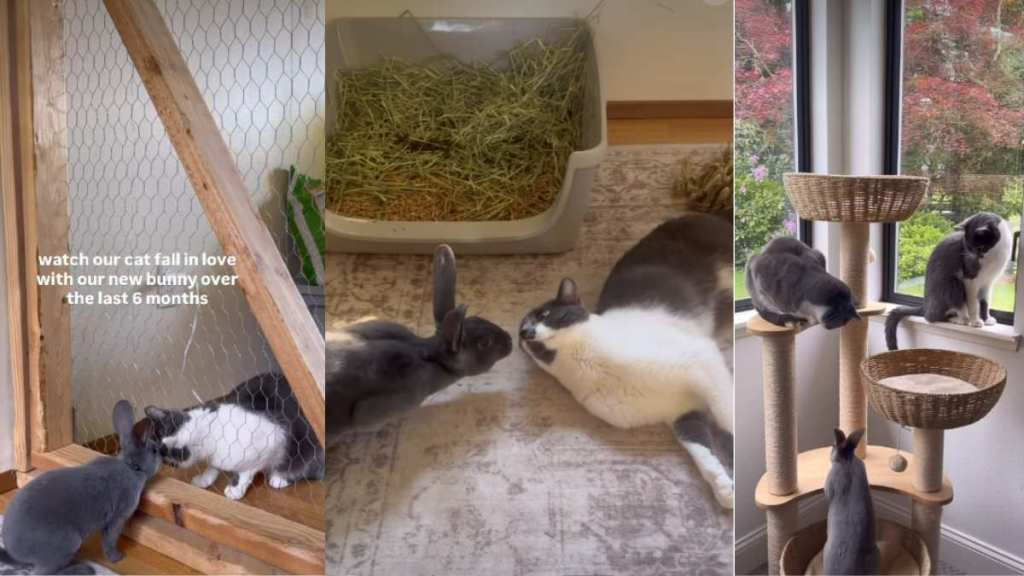 Video: Cat Gradually Falls in Love With Bunny