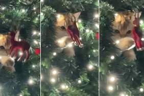 Video: For This Cat, Christmas Ornament Is a Toy