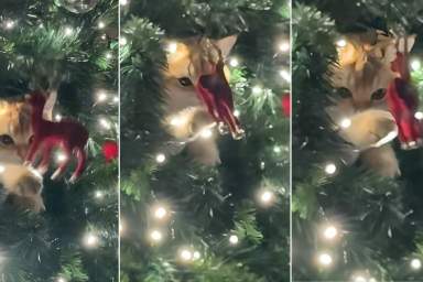 Video: For This Cat, Christmas Ornament Is a Toy