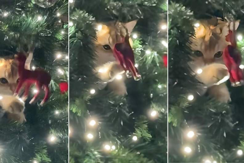 Video: For This Cat, Christmas Ornament Is a Toy