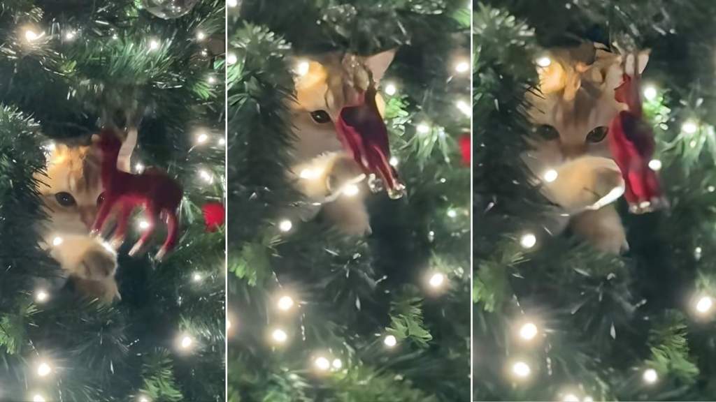 Video: For This Cat, Christmas Ornament Is a Toy