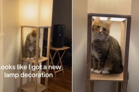Video Shows Cat Instantly Upgrading Lamp Like This