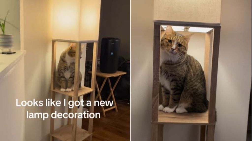 Video Shows Cat Instantly Upgrading Lamp Like This