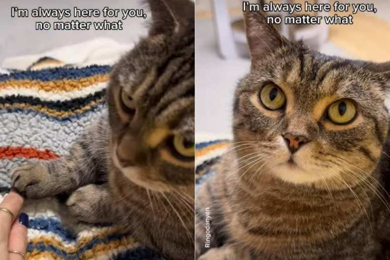 Cat Gently Extends Paw After Boyfriend Moves Owner's Hand