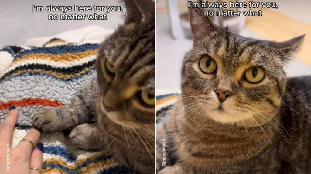 Cat Gently Extends Paw After Boyfriend Moves Owner's Hand