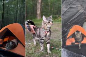 Video Captures Cat's Many Reactions During Camping Trip With Mom