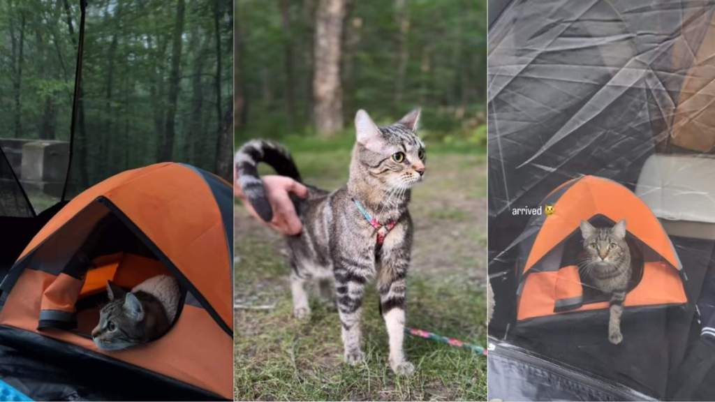 Video Captures Cat's Many Reactions During Camping Trip With Mom