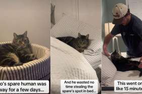 Video: Cat Takes up ‘Spare Human’s’ Spot in Bed Permanently