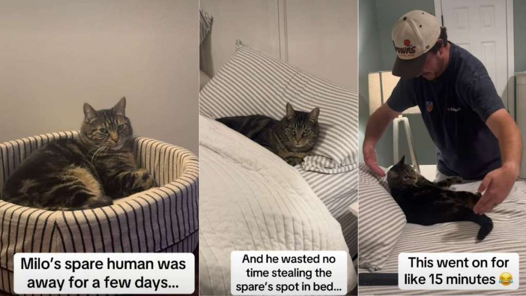 Video: Cat Takes up ‘Spare Human’s’ Spot in Bed Permanently