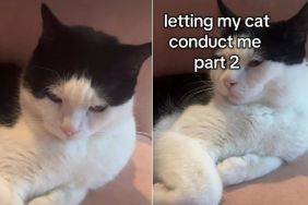 Cat’s Tail Wags Match Owner’s Vocal Modulation