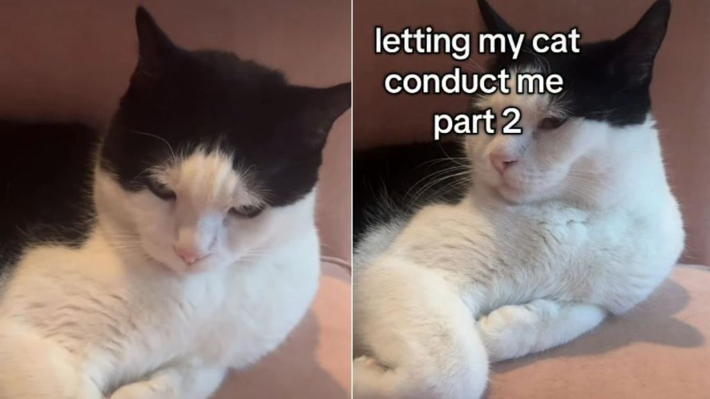 Cat’s Tail Wags Match Owner’s Vocal Modulation