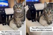 Video: Cat Siblings’ Meows Are on ‘Opposite Ends of the Spectrum'