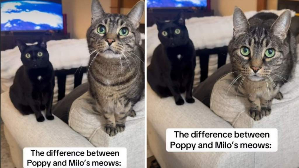 Video: Cat Siblings’ Meows Are on ‘Opposite Ends of the Spectrum'