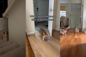 Video Shows What Happens When You Have a Clingy Cat