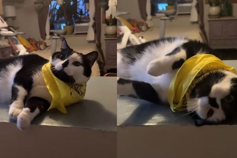 Video Proves Cowboy Cat Knows It’s Breakfast Time & Isn’t Shy About It
