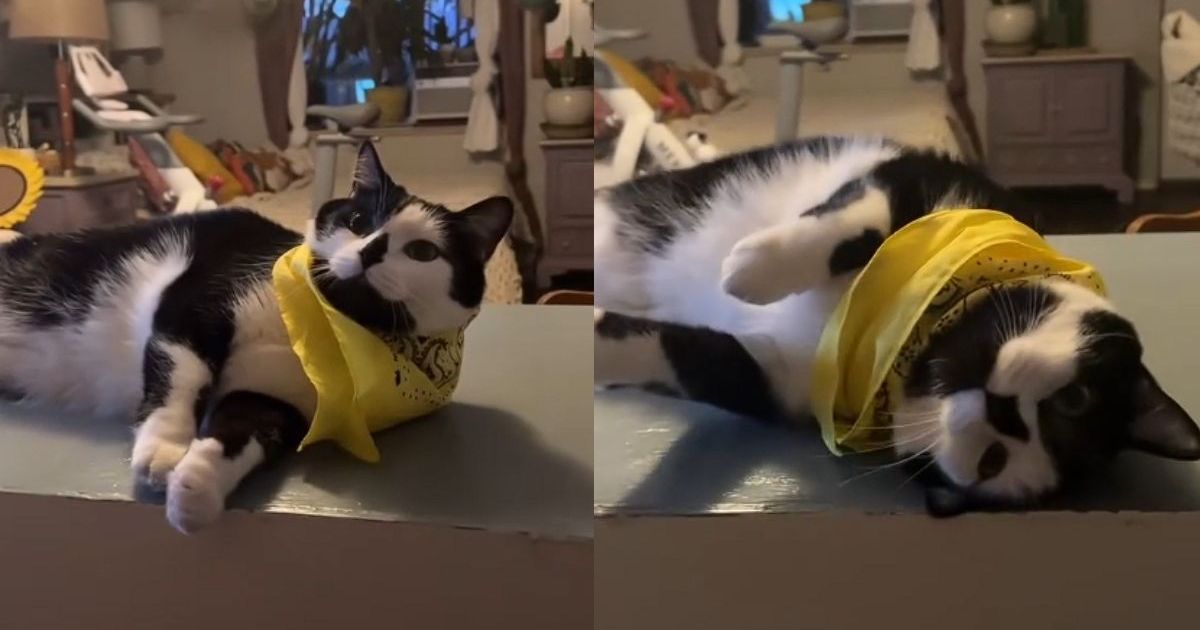 Video Proves Cowboy Cat Knows It’s Breakfast Time & Isn’t Shy About It – CatTime Video Proves Cowboy Cat Knows It’s Breakfast Time & Isn’t Shy About It – CatTime