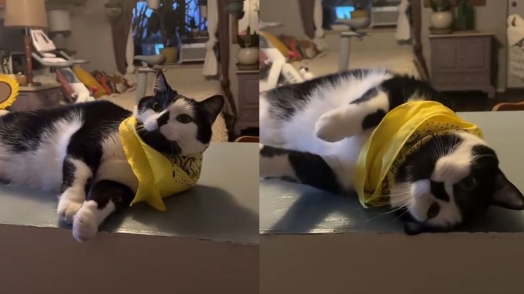 Video Proves Cowboy Cat Knows It’s Breakfast Time & Isn’t Shy About It
