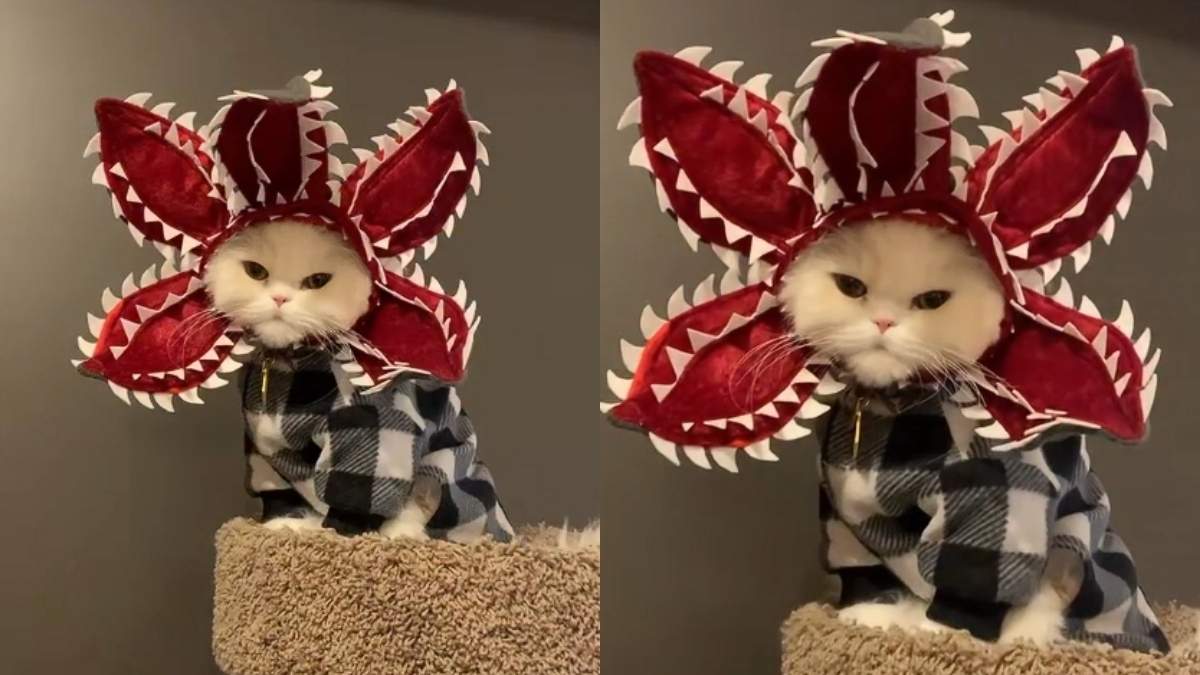 「デモゴルゴンな猫」 Cat Turns Into 'Stranger Things' Character in Adorable Video - CatTime