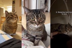 Video: This Cat Shows Love to Owner in 9 Different Ways