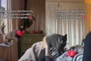 Video: Cat Brings ‘Gift’ for Owner in Viral Video