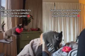 Video: Cat Brings ‘Gift’ for Owner in Viral Video