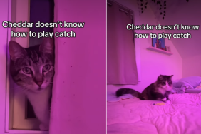 Cat's Reaction to Seeing the Other Cat Play Catch Is Priceless