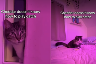 Cat's Reaction to Seeing the Other Cat Play Catch Is Priceless