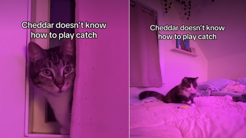 Cat's Reaction to Seeing the Other Cat Play Catch Is Priceless