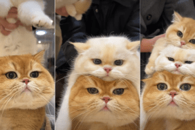 You've Never Seen a Cuter Cat Pile Than This One