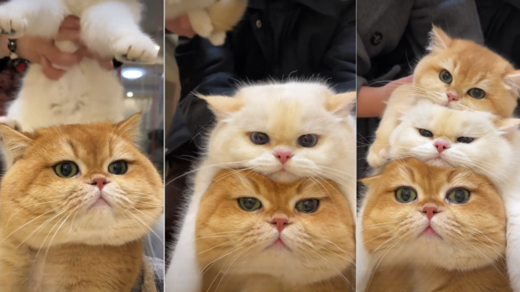 You've Never Seen a Cuter Cat Pile Than This One