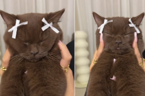 Video: Cat Enjoying a Face Massage Wearing Bows Will Make Your Day