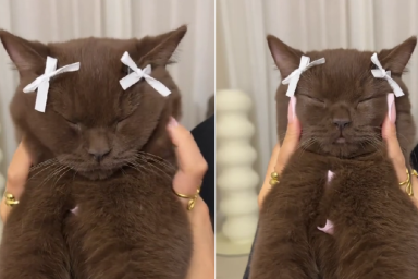 Video: Cat Enjoying a Face Massage Wearing Bows Will Make Your Day