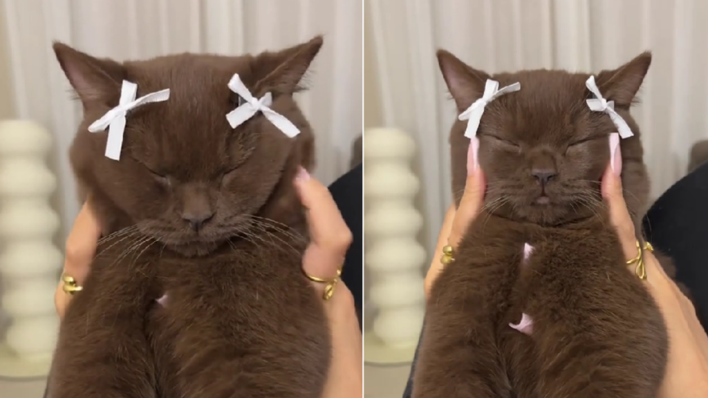 Video: Cat Enjoying a Face Massage Wearing Bows Will Make Your Day