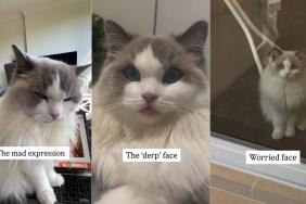 Video: Cat Has More Expressions Than You’ll Ever See
