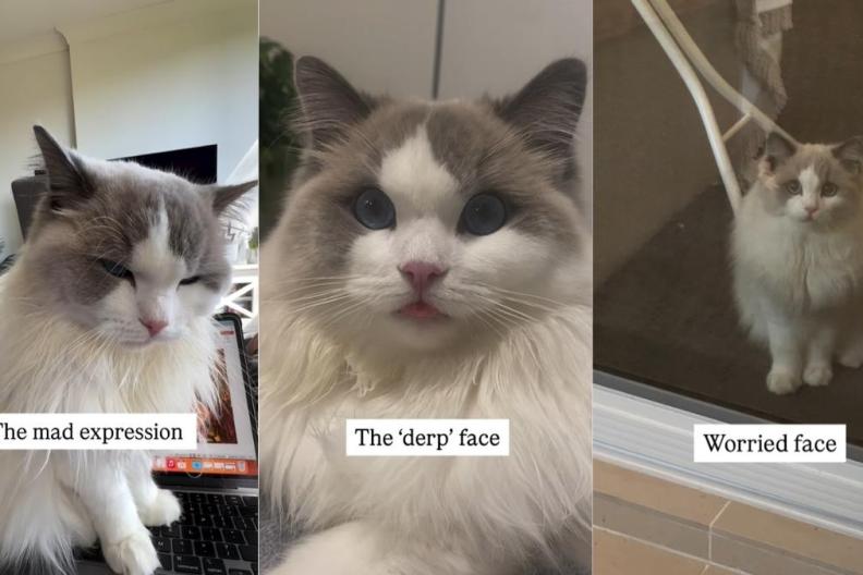 Video: Cat Has More Expressions Than You’ll Ever See