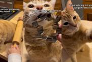 Owner Has the Best Use for Ginger Cat This Festive Season in Video
