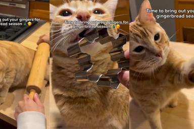 Owner Has the Best Use for Ginger Cat This Festive Season in Video