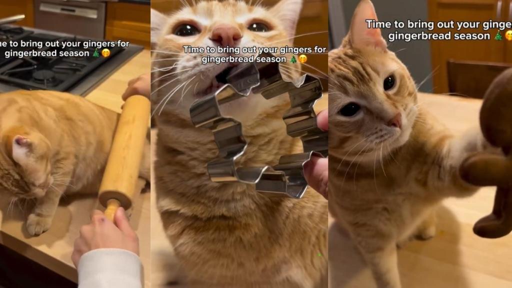 Owner Has the Best Use for Ginger Cat This Festive Season in Video