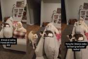 Cat Tries This ‘Method’ When Golden Retrievers Try To Be Friendly