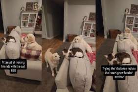 Cat Tries This ‘Method’ When Golden Retrievers Try To Be Friendly