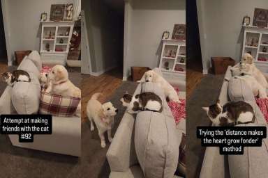 Cat Tries This ‘Method’ When Golden Retrievers Try To Be Friendly