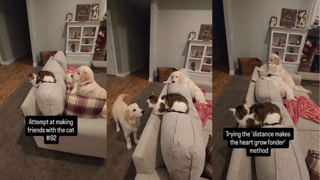 Cat Tries This ‘Method’ When Golden Retrievers Try To Be Friendly