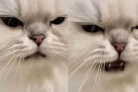 Cat Reacts the Moment Someone Touches Her