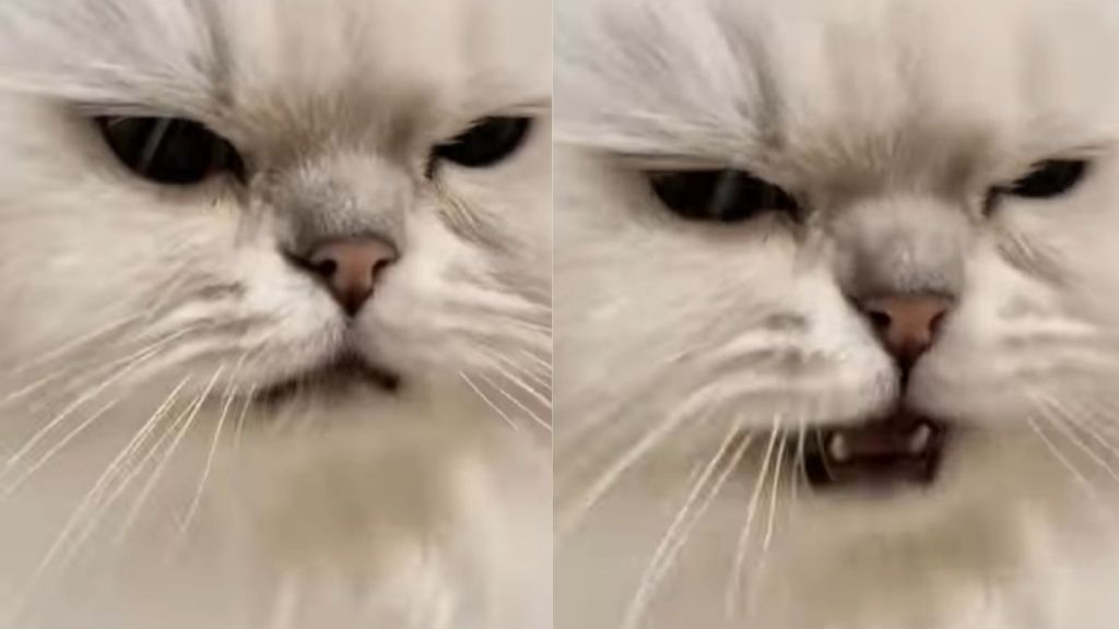 Cat Reacts the Moment Someone Touches Her