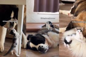 This Kitten's 'Safe Zone' Is Unlike Anything You've Ever Seen