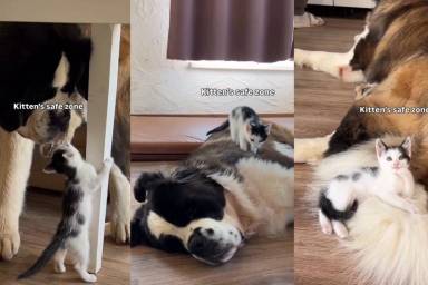 This Kitten's 'Safe Zone' Is Unlike Anything You've Ever Seen