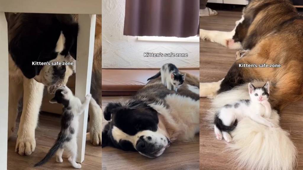This Kitten's 'Safe Zone' Is Unlike Anything You've Ever Seen