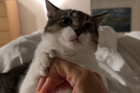 Cat Participates in an Instagram Trend & the Results Are Unexpected