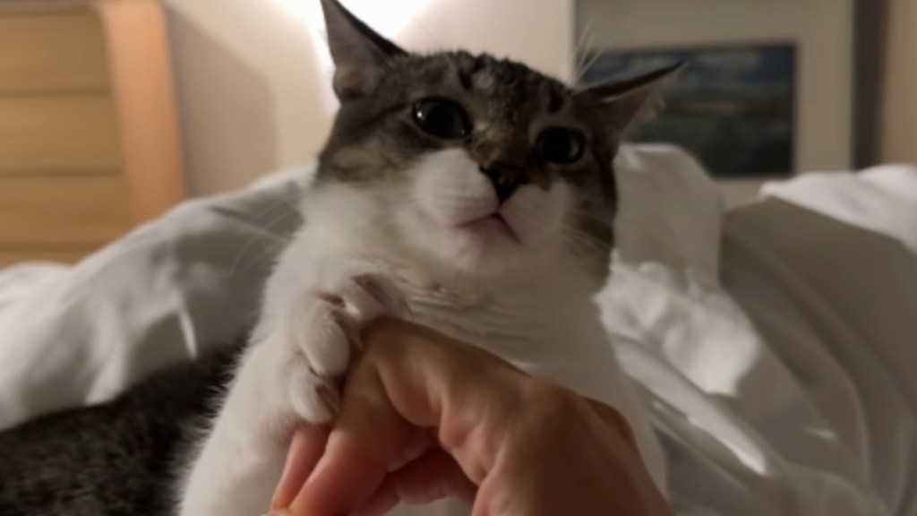 Cat Participates in an Instagram Trend & the Results Are Unexpected